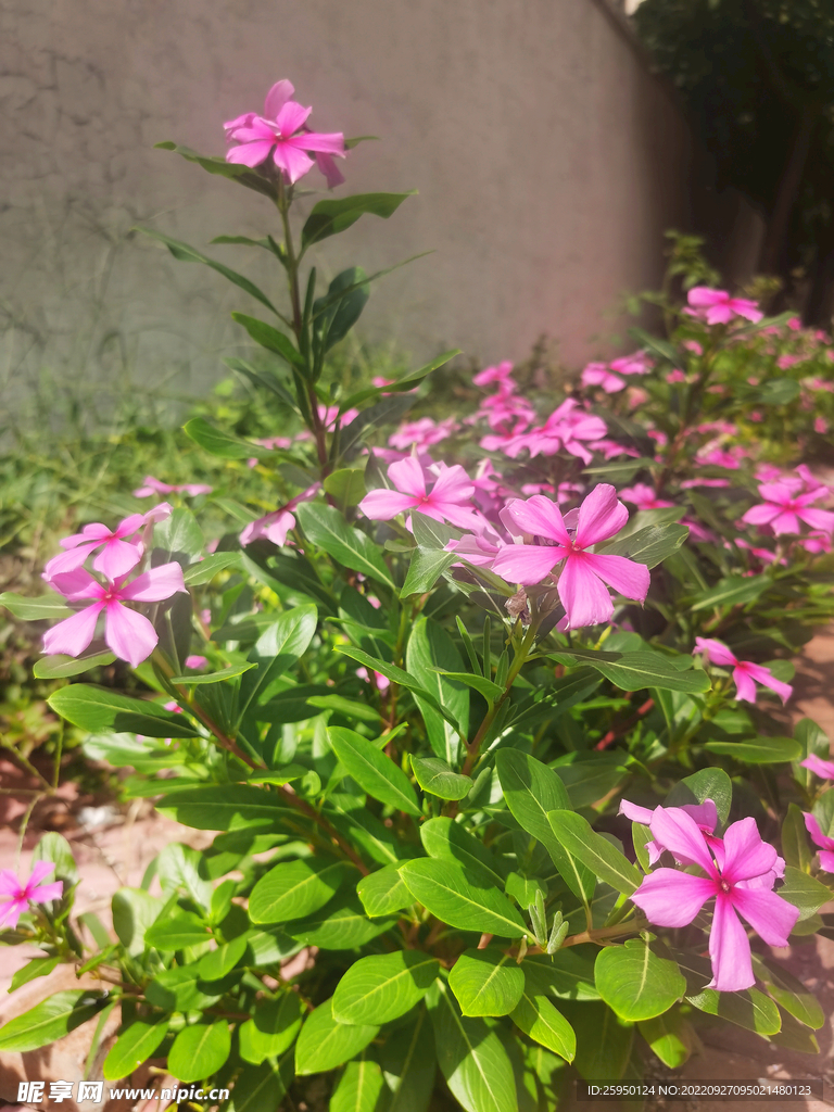 长春花