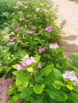 长春花