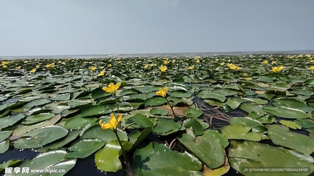 宿迁骆马湖菱角