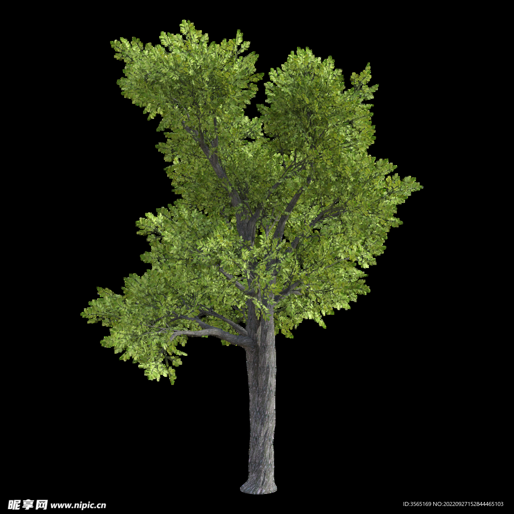 茂盛树木PSD透明背景素材