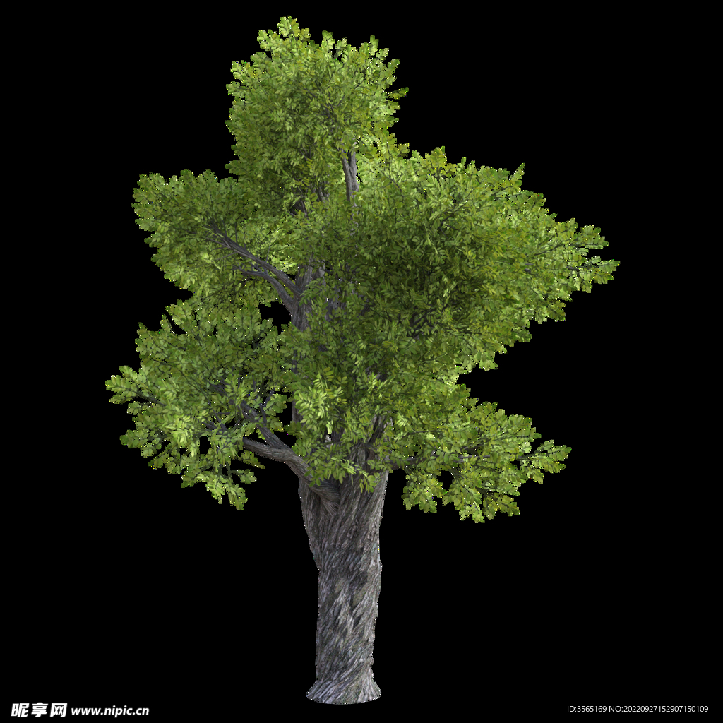 茂盛树木PSD透明背景素材