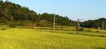 稻田