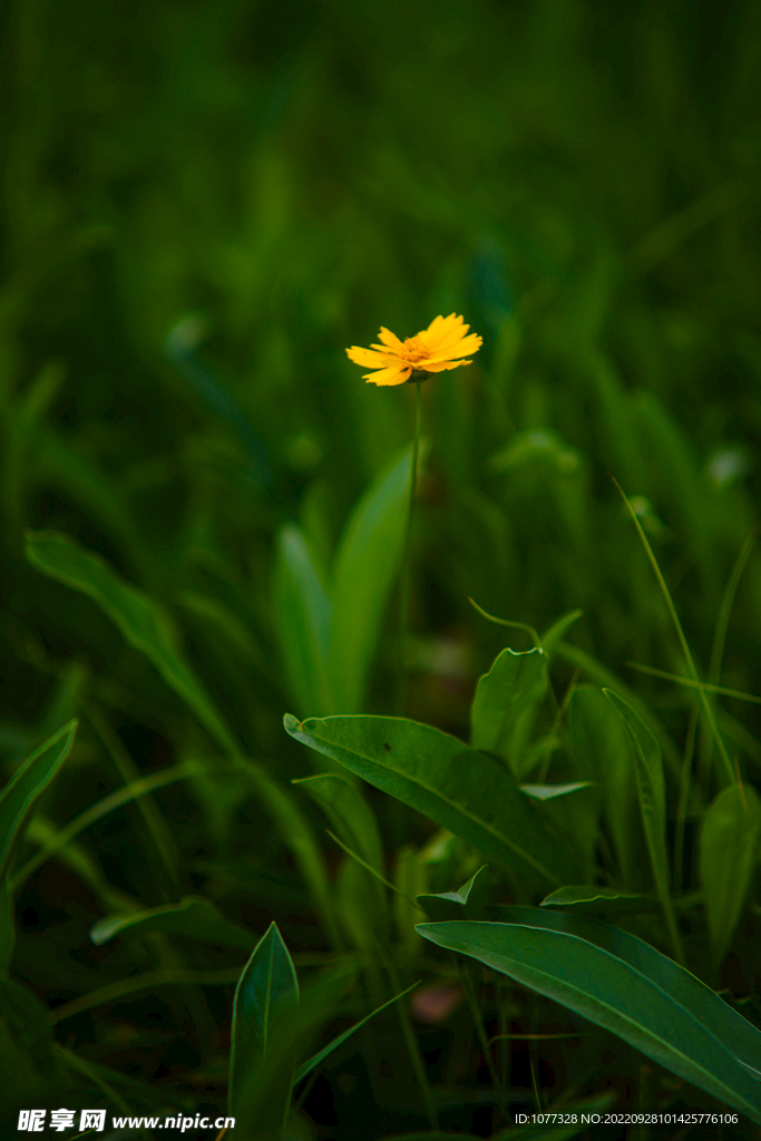 金鸡菊