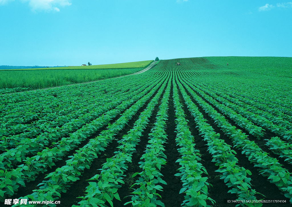 田野菜地