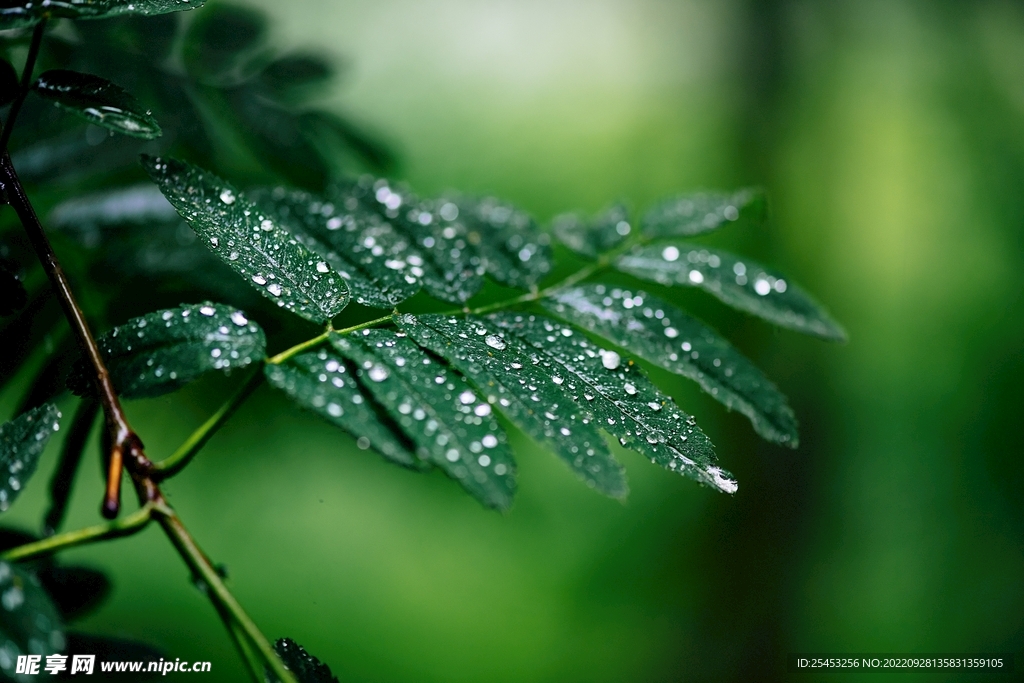 雨季