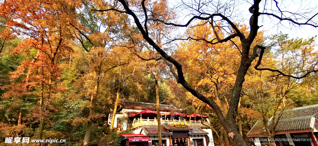 岳麓山秋天