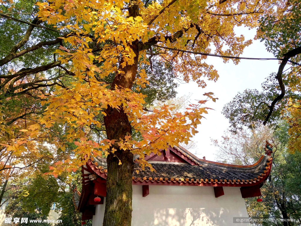岳麓山秋天
