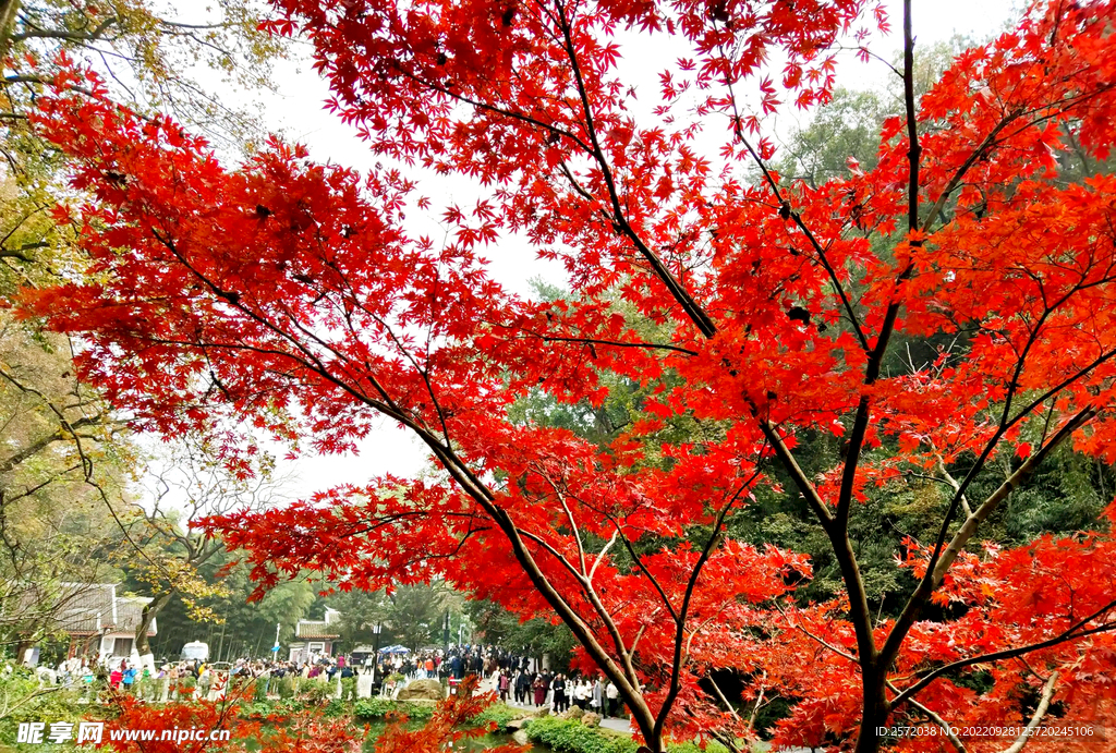 岳麓山秋天