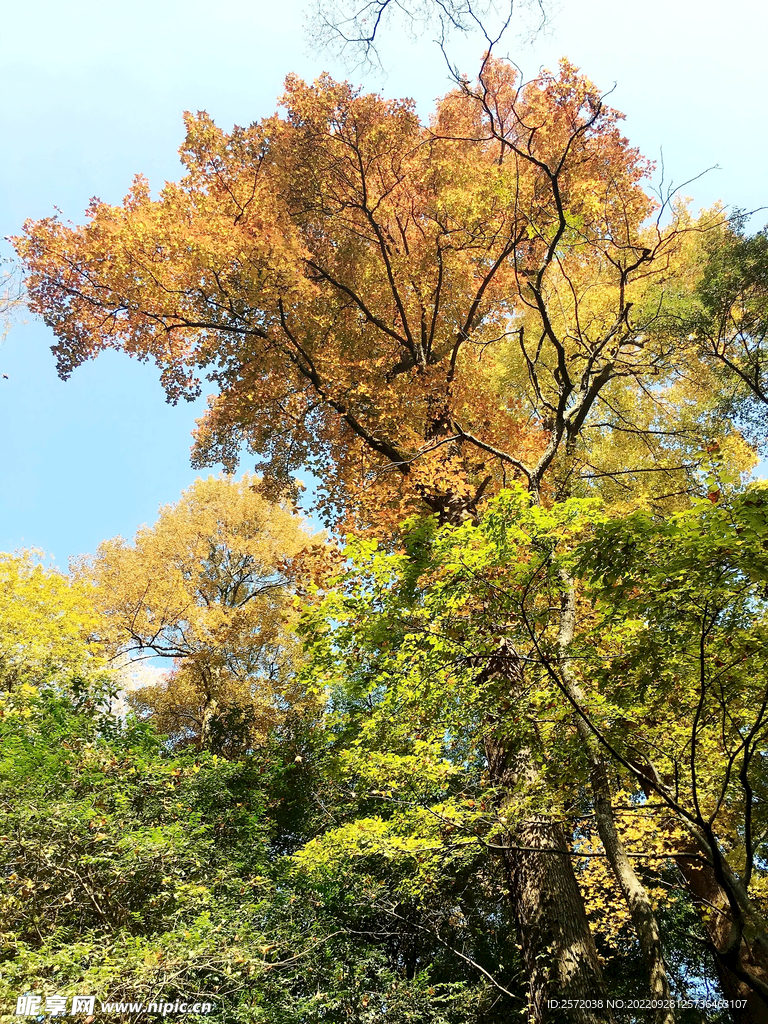 岳麓山秋天