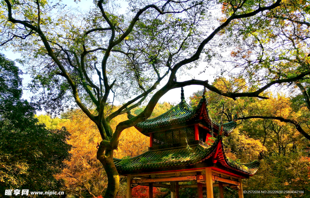 岳麓山秋天
