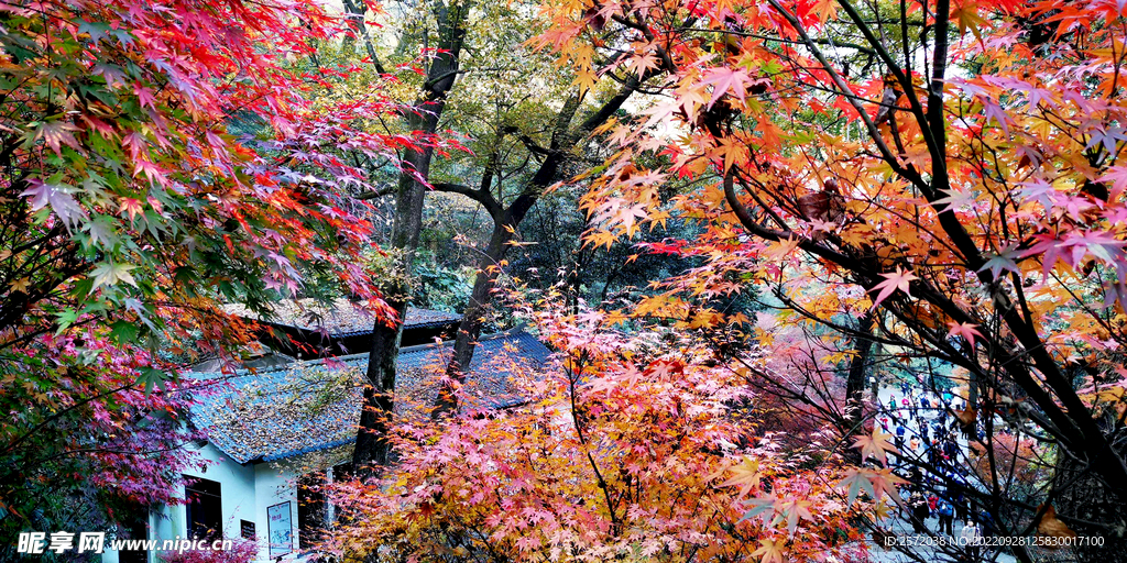 岳麓山秋天