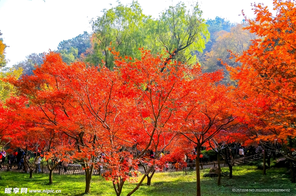 岳麓山秋天