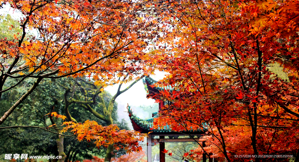 岳麓山秋天
