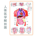 人体医学解剖图