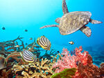 海洋生物