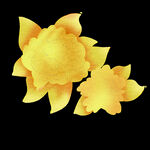季花