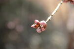 碧桃花蕾