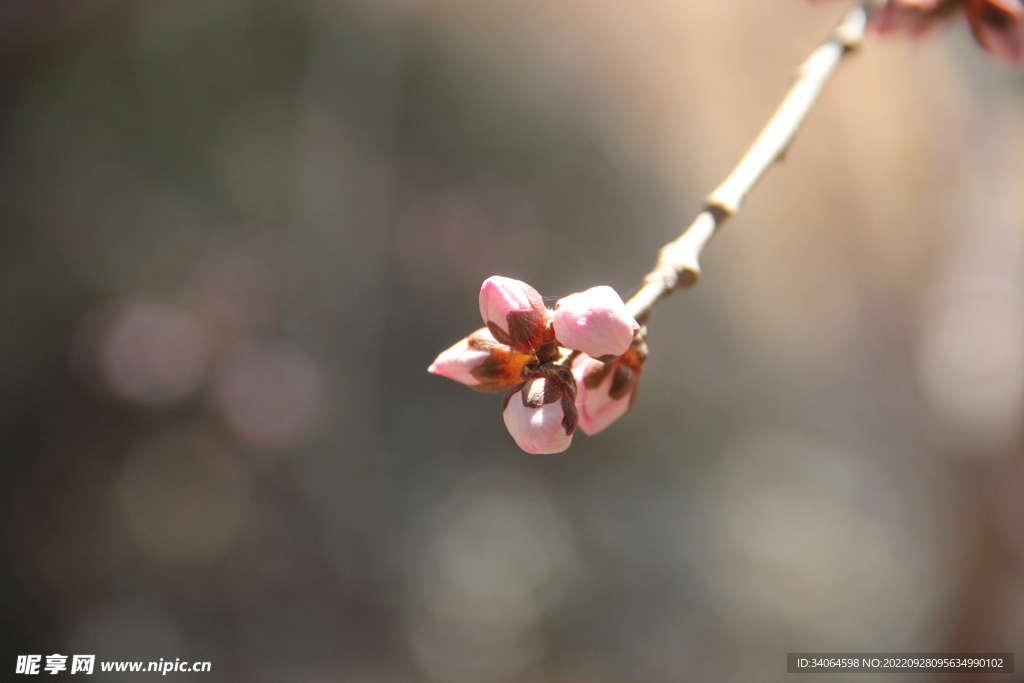 碧桃花蕾