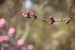 碧桃花蕾