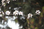 碧桃花蕾