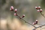 碧桃花蕾