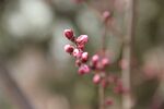 碧桃花蕾