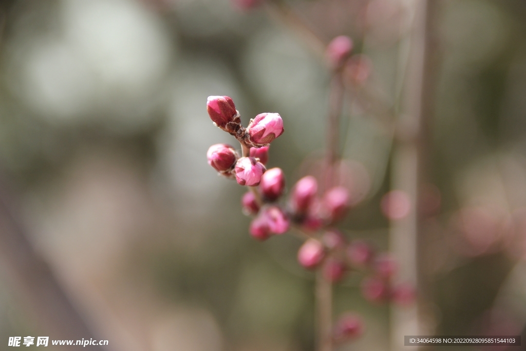 碧桃花蕾