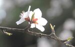 碧桃花开