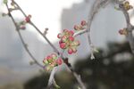 碧桃花蕾