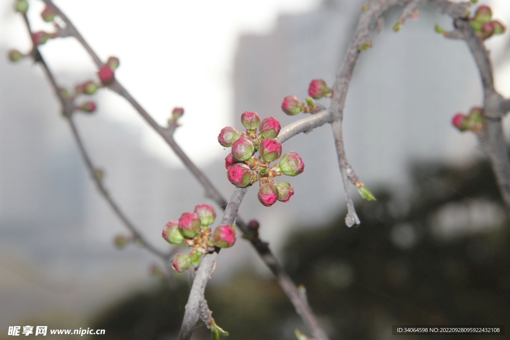 碧桃花蕾