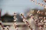 碧桃花蕾