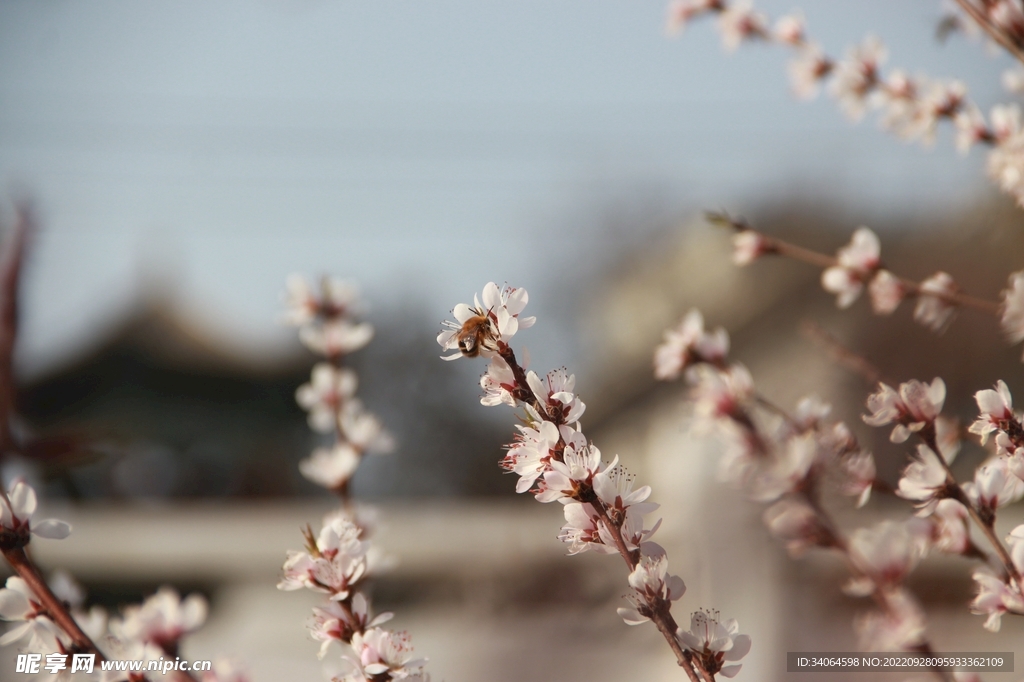 碧桃花蕾