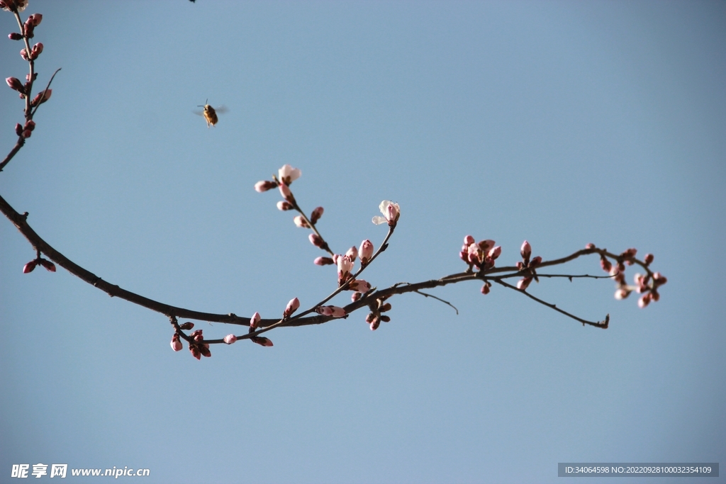 碧桃花蕾