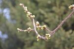 碧桃花蕾