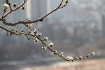 碧桃花蕾