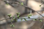 碧桃花蕾