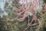 碧桃花蕾