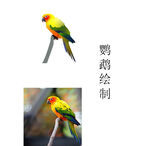 鹦鹉