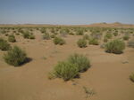 膜果麻黄荒漠景观
