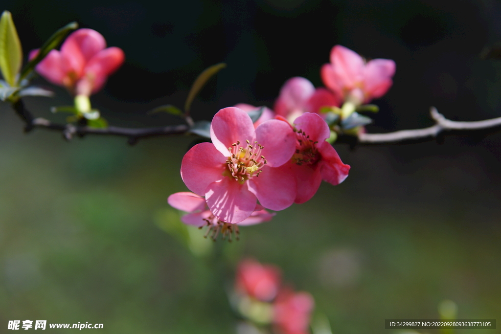 桃花