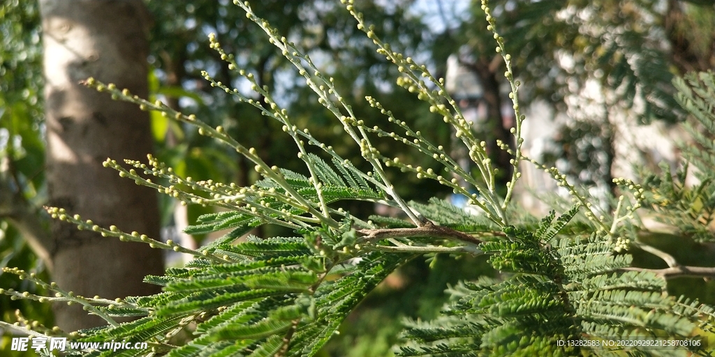 银荆叶