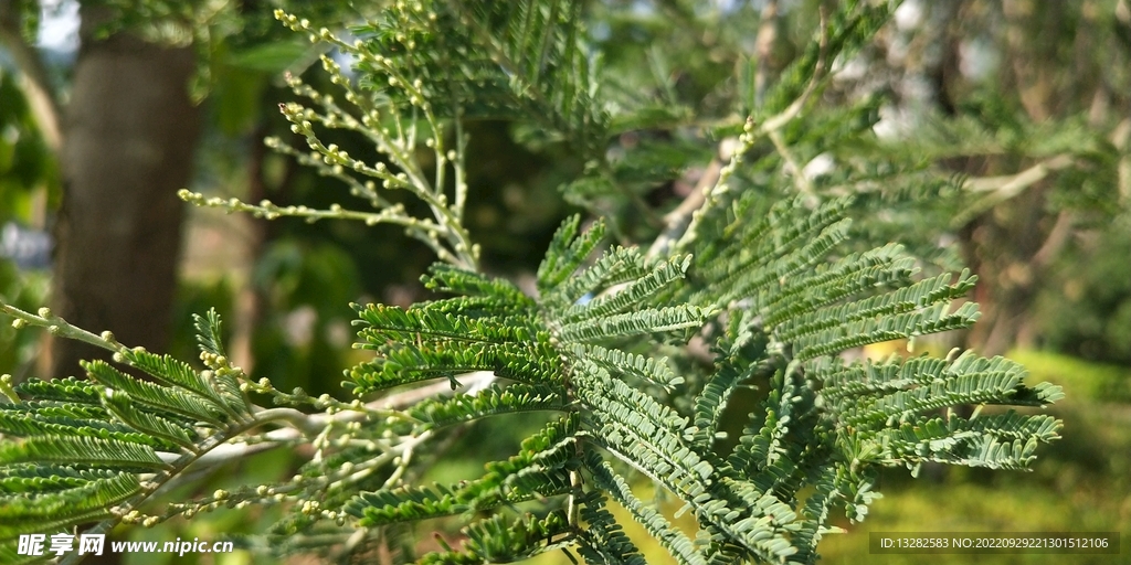 银荆树