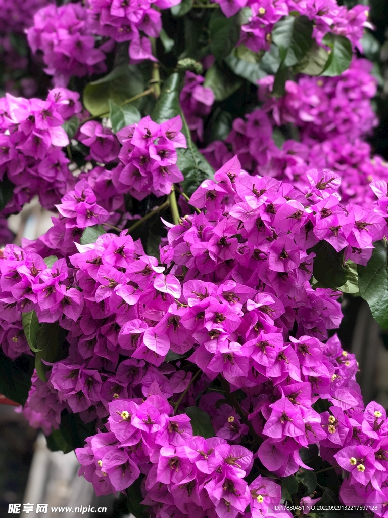 叶子花