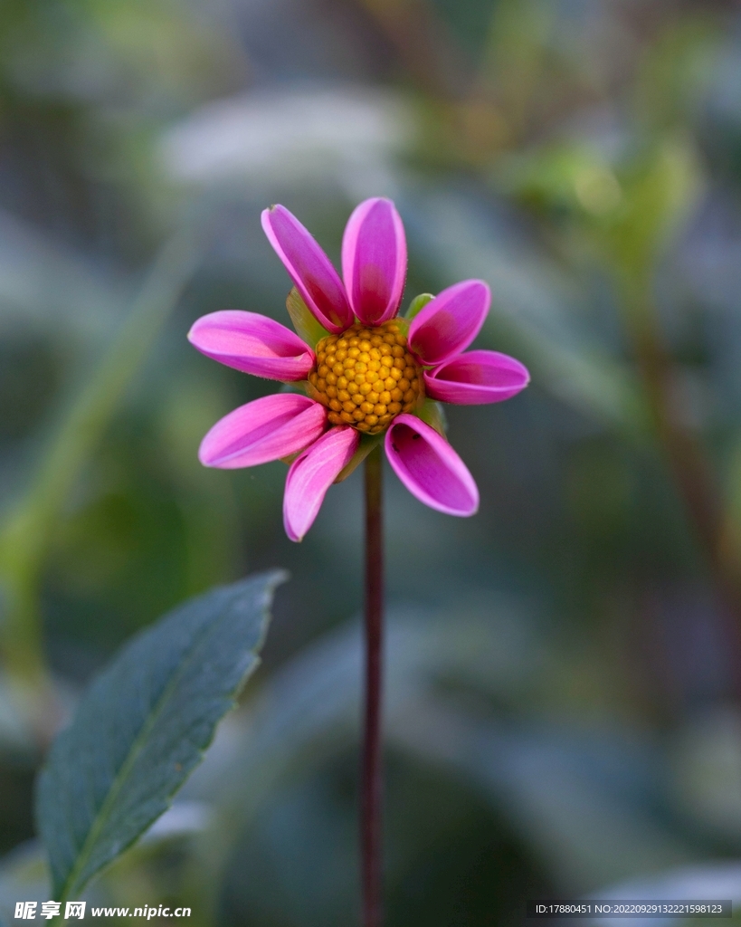 花卉
