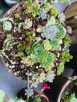 植物