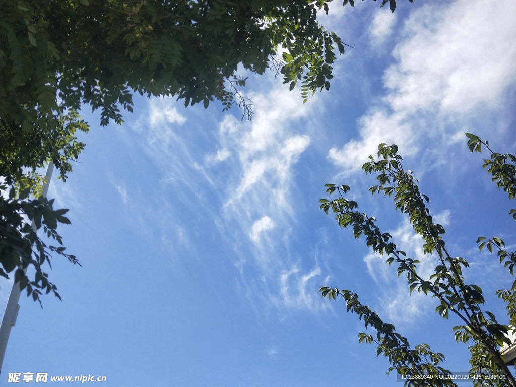 树梢上的天空