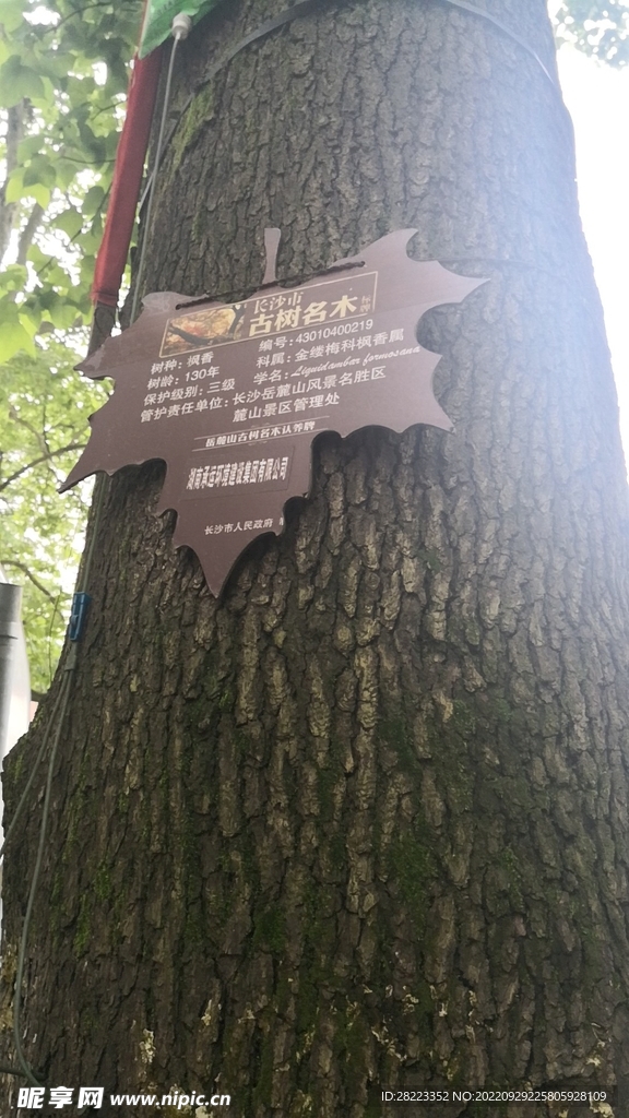 古树名木摄影素材