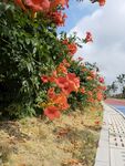 路边凌霄花