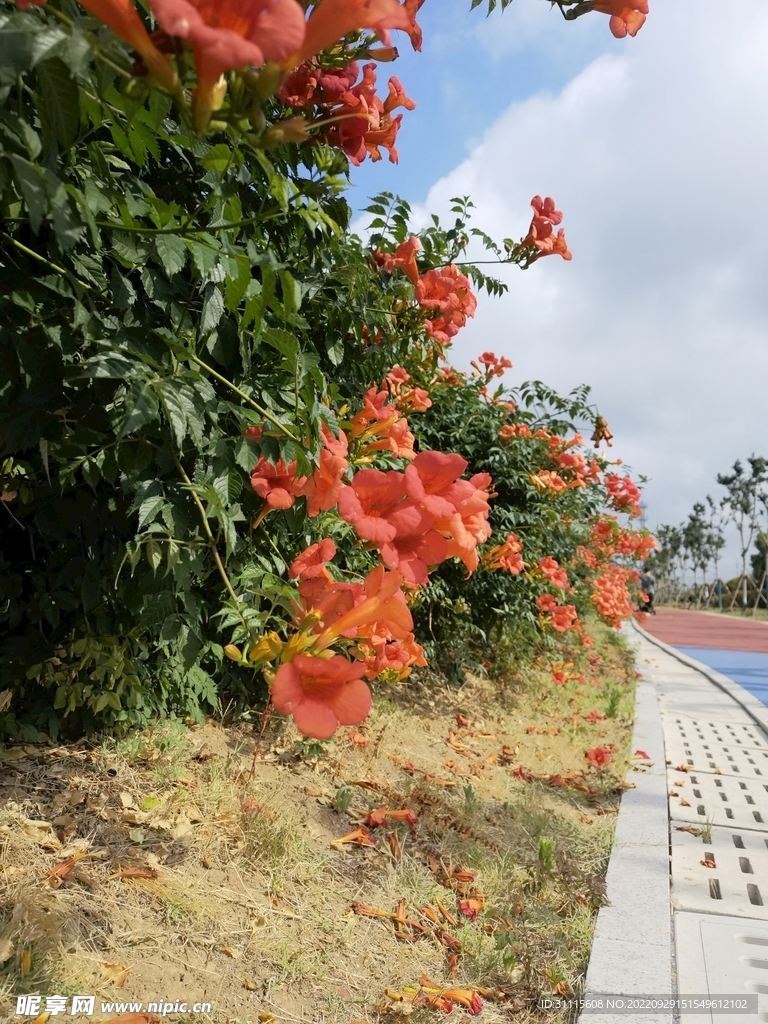 路边凌霄花