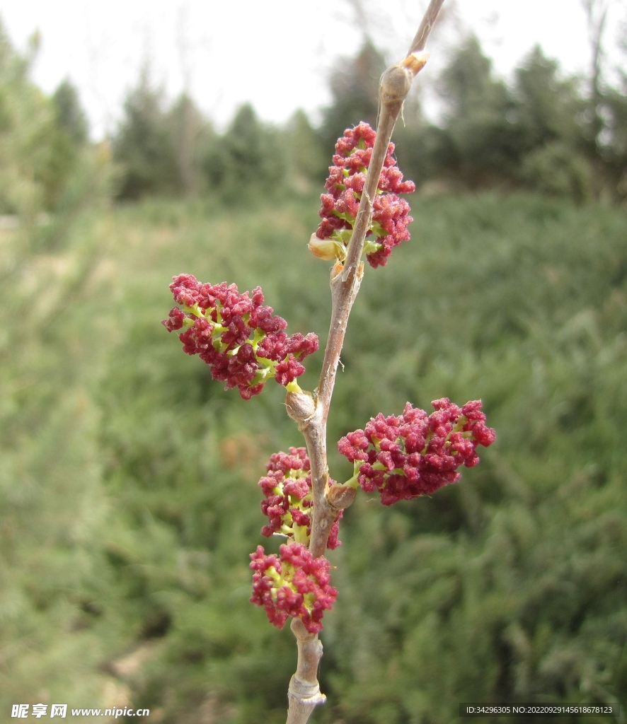 胡杨雌花